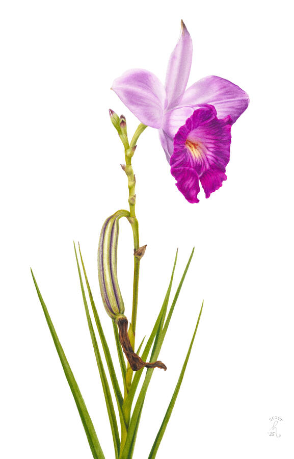 Bamboo orchid (Arundina graminifolia) Bamboo orchid (Arundina graminifolia) stem with flower, buds, and fruit pod